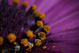 Macro and Micro Cinematography